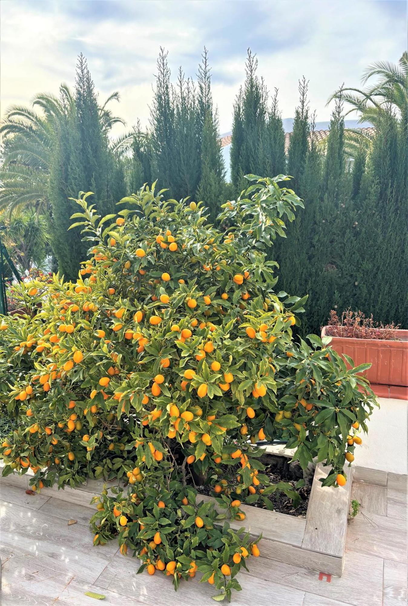 Villa Esmeralda Altea la Vieja Kültér fotó